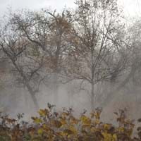 late-autumn-2734759.jpg